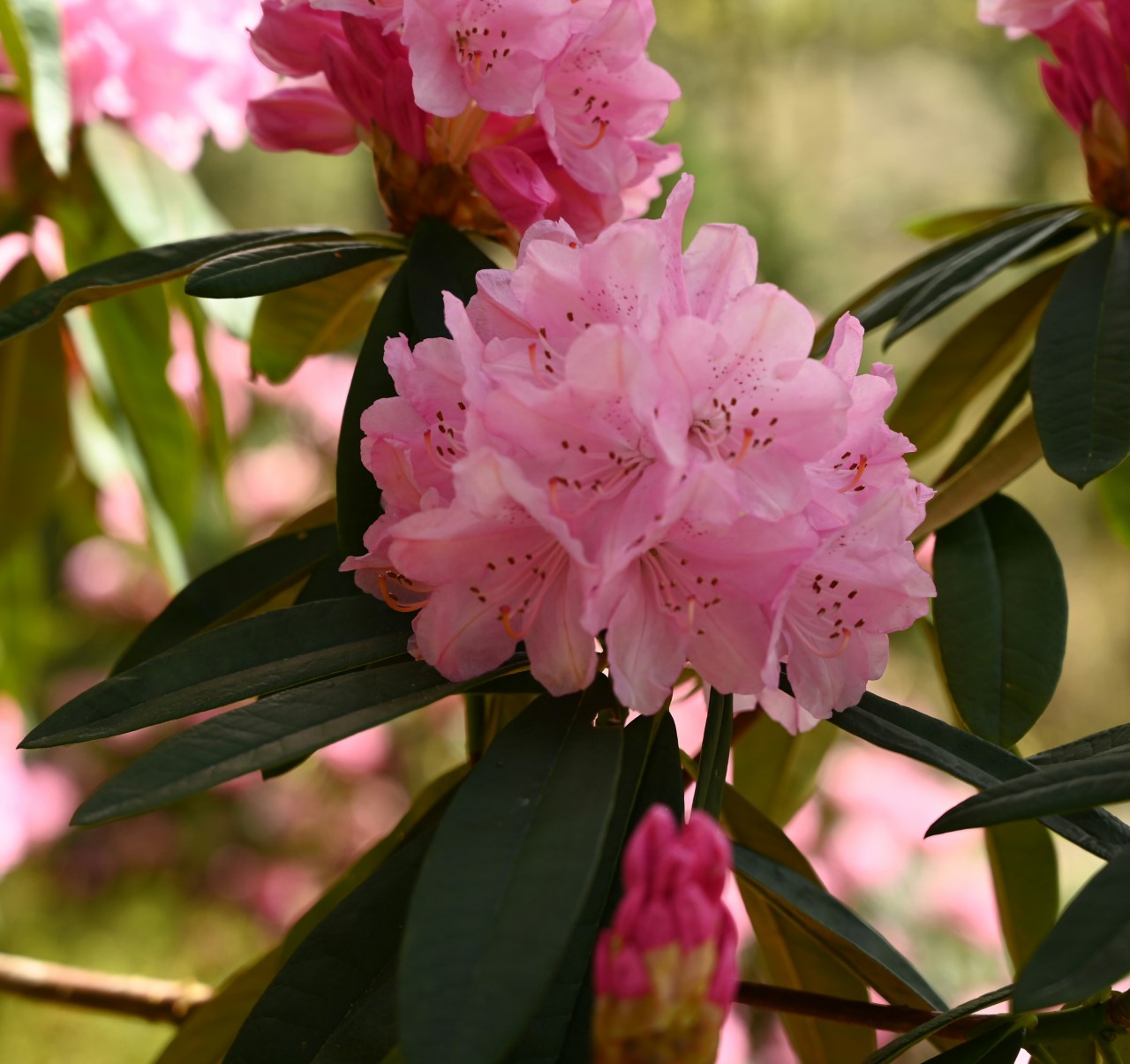 'Endsleigh Pink'
